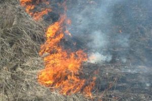 Причиной возгораний сухостоя в районе сел Даргавс и Задалеск стал человеческий фактор — Минприроды