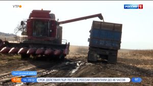 В Северной Осетии завершается уборка поздних сортов кукурузы