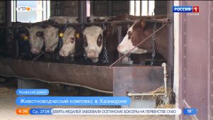 Животноводческий комплекс в Хазнидоне планируется расширить минифермой по переработке молока