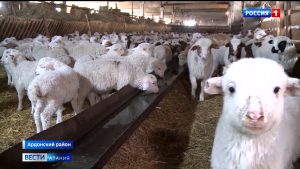 В Северной Осетии активно развивается животноводство: за счет чего растет поголовье?