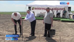 В Моздокском районе заложили новый виноградник, первый урожай будет собран через три года