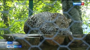 Краснокнижных леопардов Лео, Хосту и Лауру выпустили в Турмонском заказнике