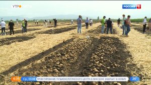 Владикавказ примет участников международного форума, посвященного семеноводству картофеля
