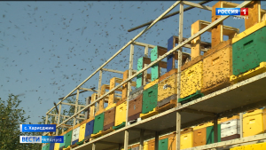В Северной Осетии растет число пчеловодов