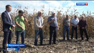 В Северной Осетии оценивают качество урожая новых гибридов кукурузы российской селекции