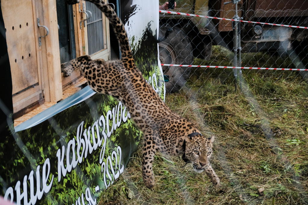 Леопарды Хоста, Лаура и Лео полностью освоили пространство Турмонского лесного массива