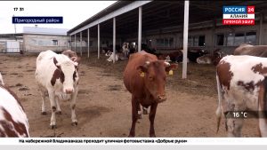 В с. Камбилеевское введен карантин по лейкозу крупного рогатого скота