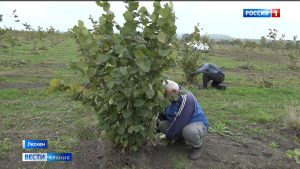 В самом крупном питомнике по выращиванию фундука в России собрали сигнальный урожай