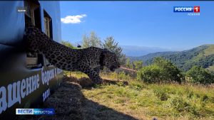 Кавказаг леопардтæ Цæгат Ирыстоны хъæдты сæхи æнкъарынц хорз