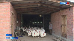 На одной из ферм в Северной Осетии начали разведение индеек