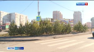 Дзæуджыхъæуы заз бæлæсты базартæ райдыдтой кусын 10 декабрæй фæстæмæ