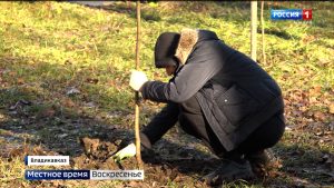 В Комсомольском парке высадили 200 саженцев клена