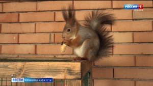 Цæрæгойтыл аудæг Дзуццаты Зауырбег