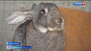 Скæсæн къæлиндармæ гæсгæ 2023-æм нымад у тæрхъусы азыл