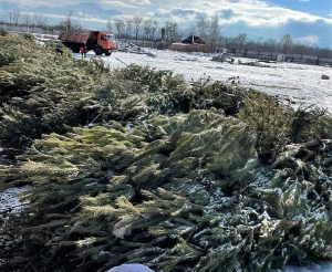 Около трех тысяч елок вывезли с контейнерных площадок Владикавказа для утилизации