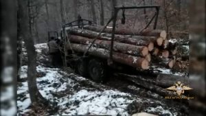 В Северной Осетии с поличным задержаны лесорубы, незаконно спилившие 8 деревьев рода ольха чёрная