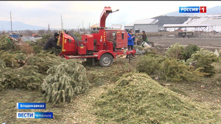 В Северной Осетии начали переработку выброшенных новогодних елей