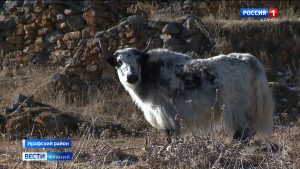 В Северной Осетии возрождается яководство