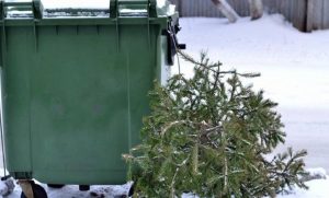 Выброшенные новогодние ели в Северной Осетии будут переработаны