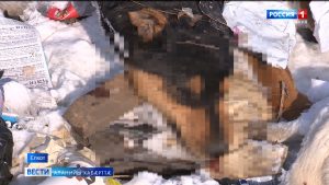 Елхоты бырæтты быдыры ссардтой мард куыйты