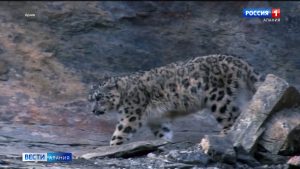 Семь месяцев в природе: результаты мониторинга выпущенных в Северной Осетии переднеазиатских леопардов