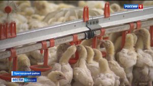 Североосетинские птицефермы в условиях санкций стараются наращивать производство
