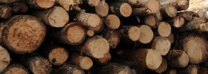 В Северной Осетии пресечена контрабанда лесоматериалов за рубеж