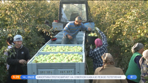 Около 300 тонн яблок поставила Северная Осетия в регионы страны