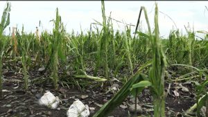 Республикæйы цы их æруарыд, уый стыр зиан æрхаста цалдæр районæн