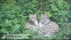 Еще одного леопарда скоро выпустят в дикую природу Северной Осетии
