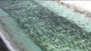 Специалисты Росрыболовства выпустили  тысячу мальков каспийского лосося в реку Фиагдон