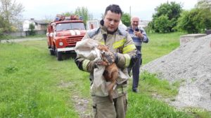 Пожарные спасли двух лисят, провалившихся в глубокий колодец на дороге Ардон – Дигора