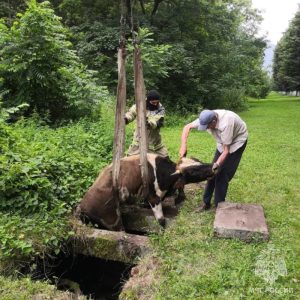 Сотрудники МЧС спасли корову, провалившуюся в глубокий колодец во Владикавказе