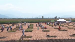 В Северной Осетии проходит X юбилейный международный научно-практический форум по семеноводству картофеля