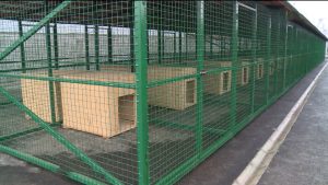 Почти 260 дополнительных вольеров появятся в приюте для бездомных животных во Владикавказе