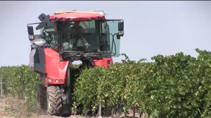 К 2028 году на предприятии по выращиванию винограда в Моздокском районе планируют запустить полный цикл производства