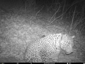 В Северной Осетии браконьеры отстрелили леопарда Лео