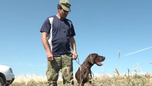 Первые межрегиональные испытания континентальных легавых собак по полевой дичи прошли в Старом Батако