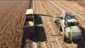 В Северной Осетии планируют собрать около 690 тыс. тонн зерна кукурузы
