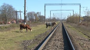 Беслæны иваргæнæн лæууæнмæ ныр æрмæст машинæтæ не рвитынц, фæлæ ма стурвос дæр