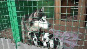 Дзæуджыхъæумæ Новосибирскæй ссыдысты, дзæгъæл цæрæгойтæн лæвар стерилизаци чи кæны, ахæм 9 специалисты