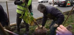 Осенью во Владикавказе посадили 700 молодых деревьев