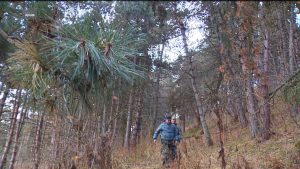 В Северной Осетии начинаются предновогодние рейды в местах возможных незаконных рубок хвойных деревьев