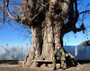 30-метровый тополь-долгожитель из Селения Ставд-Дорт планируют включить в число официальных памятников природы Северной Осетии