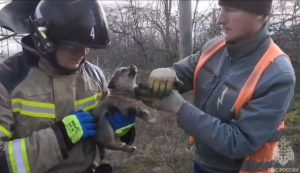 Пожарные спасли щенка в Моздоке