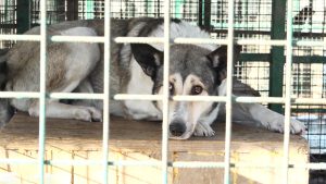 Во Владикавказском питомнике наращивают темпы стерилизации собак