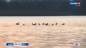 На озеро Бекан на зимовку прилетели тысячи диких птиц