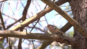 1 апреля – Международный день птиц: как изучают пернатых орнитологи в Северной Осетии