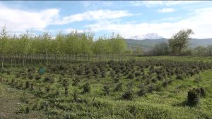 Лесовосстановление в Северной Осетии: как выращивают посадочный материал для нужд лесного хозяйства и озеленения республики