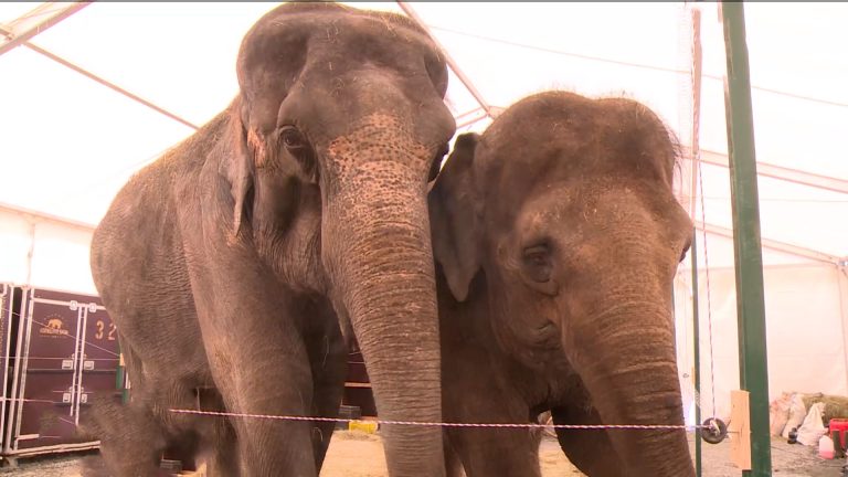 Слон и мойка: банные процедуры животных засняли жители Владикавказа